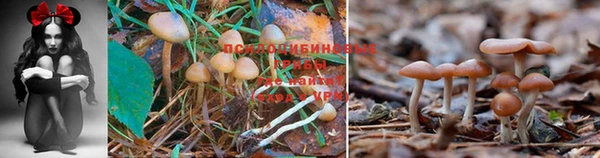 прущая мука Белокуриха